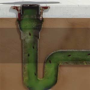 Green drain trap seals, bug odors stay in drain