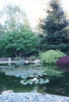 Vic's pond 2001