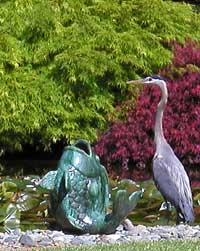 Heron looking at Vic's pond